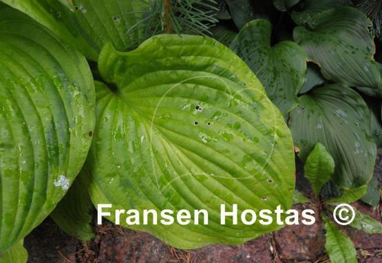 Hosta Watermark